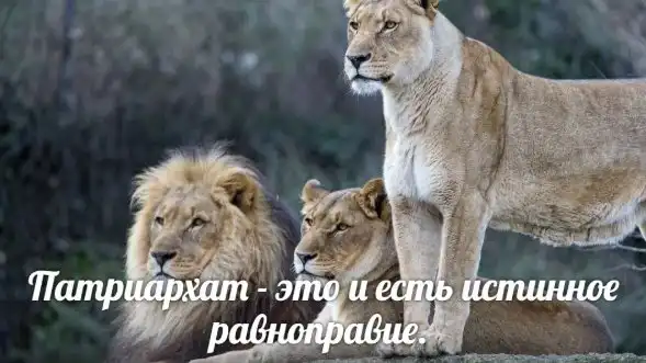 Когда мне говорят, что патриархат несправедлив, я возражаю так: Патриархат - это и есть истинное равноправие.