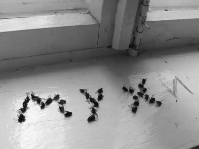 Зачем мухи на нас садятся? Что они от нас хотят?