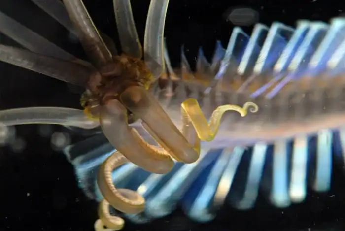 Кальмарочервь: Существо из бездны океана, про которое минимально информации