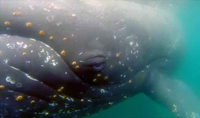 Нахлебники и вредители: Даже китов достали вездесущие паразиты!