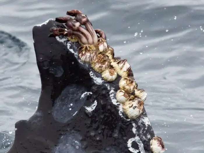 Нахлебники и вредители: Даже китов достали вездесущие паразиты!