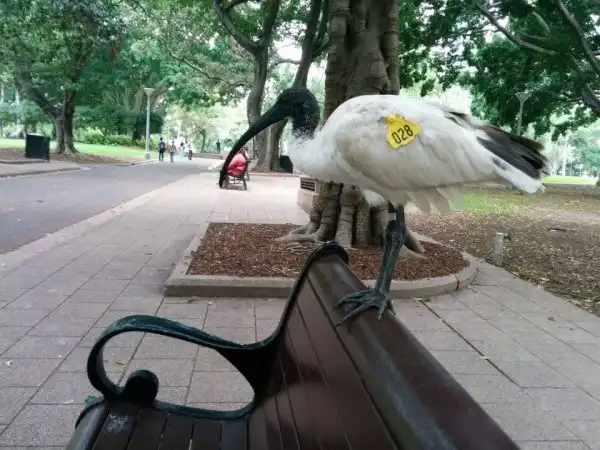 Какие животные заменяют голубей в разных странах