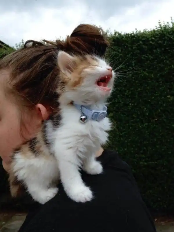 Забавные, артистичные и немного сумасшедшие коты