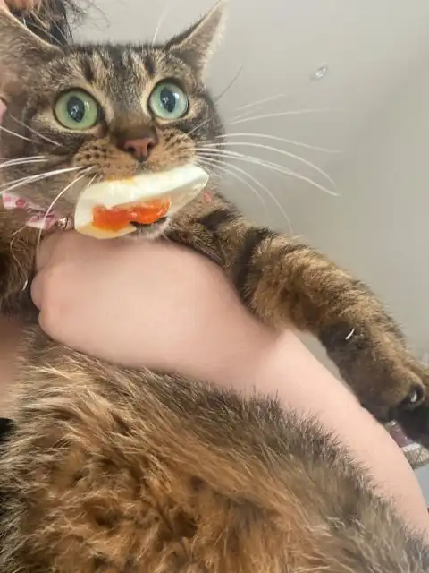 Смешные коты