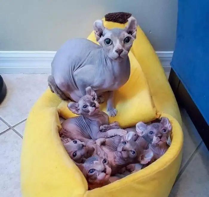 18 картинок, как иллюстрации к учебнику по генетике – почему детки так похожи на родителей