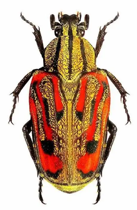 Невообразимая яркость: 25 жуков, которые поразят ваше воображение своими цветами