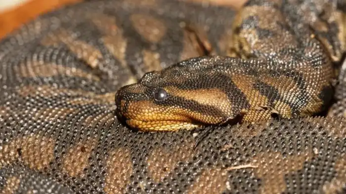 Змея слоновый хобот: Дряблые змеи-шарпеи настолько ленивые, что порастают растениями