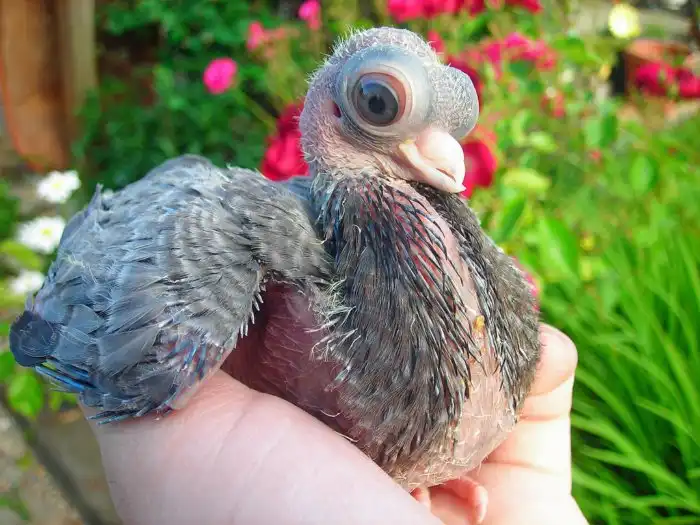 Будапештский голубь: Селекционеры снова жгут! На что способна порода лупоглазых чудиков?