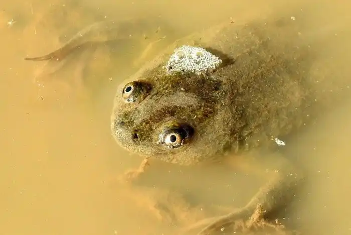 Ксенопус: Голенькая лягушка, геном которой мистическим образом слишком человеческий