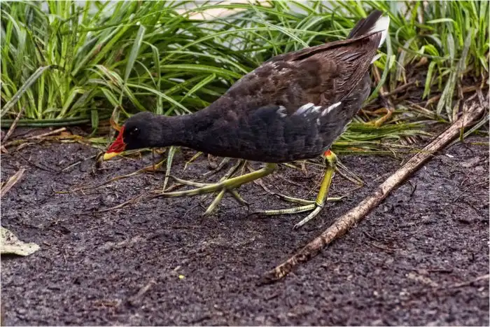 Камышница: Сокрытое в русских болотах. Зачем маленькой птице гигантские лапищи?