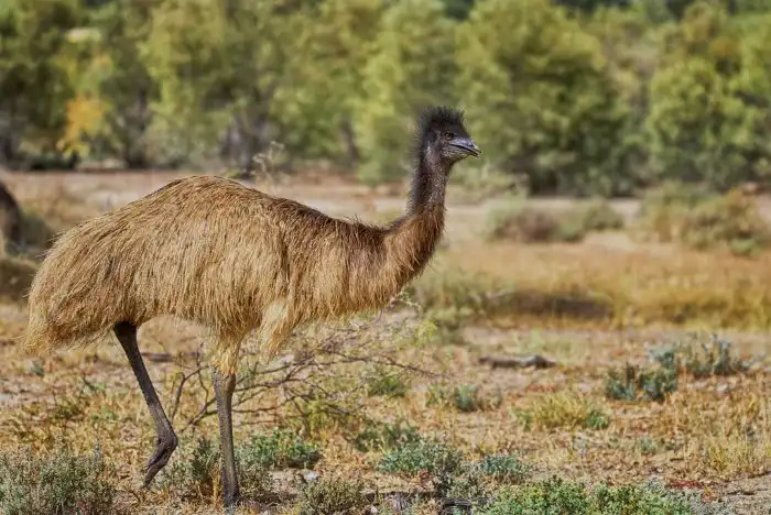 Великая птичья война: зачем австралийцы воевали со страусами?
