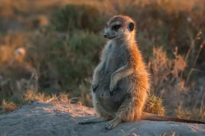 Сурикаты: Что было бы, если бы предатель Тимон из Короля Льва вернулся к своей стае?