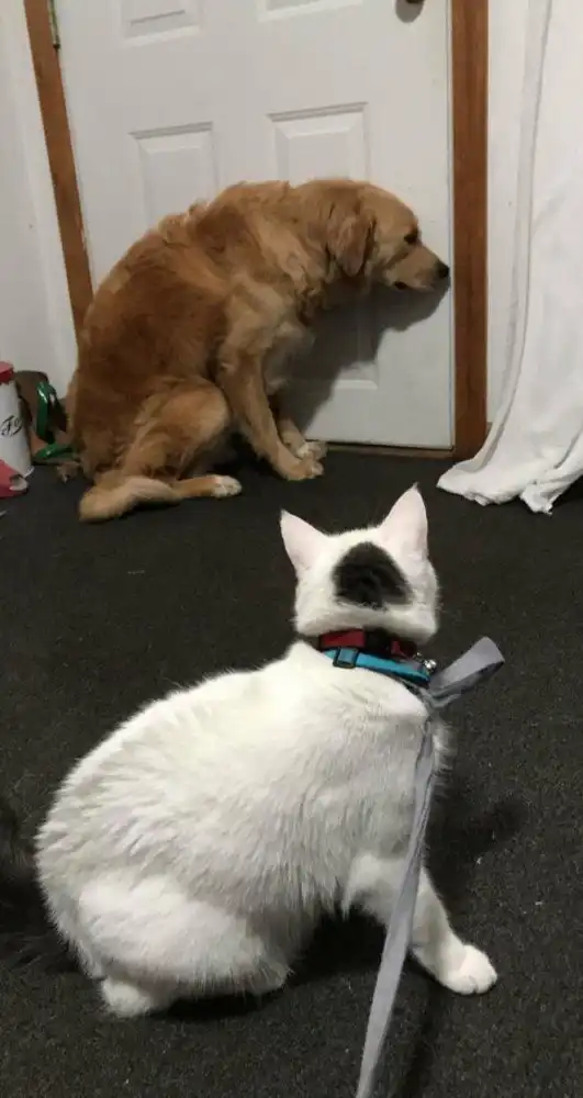 Ужасное противостояние