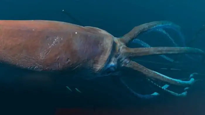 Гигантский кальмар: У страха глаза велики. Мифы и правда о монстрах из глубин