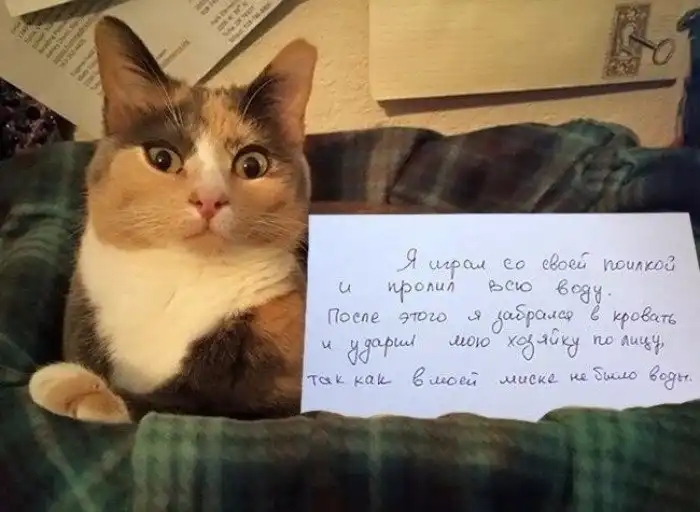 "Положил мышь на лицо хозяйке, так как она..": если бы коты умели разговаривать