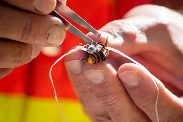 В Вашингтоне уничтожили гнездо азиатских "шершней-убийц"