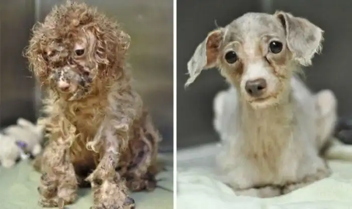 16 историй спасения собак, находящихся на грани смерти, в стиле «до и после»