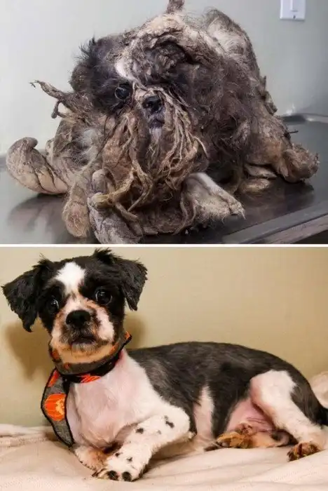 16 историй спасения собак, находящихся на грани смерти, в стиле «до и после»