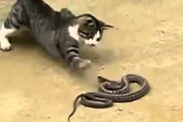 Почему коты боятся огурцов?