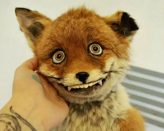 Почему чучела выглядят так странно, смешно и упорото?