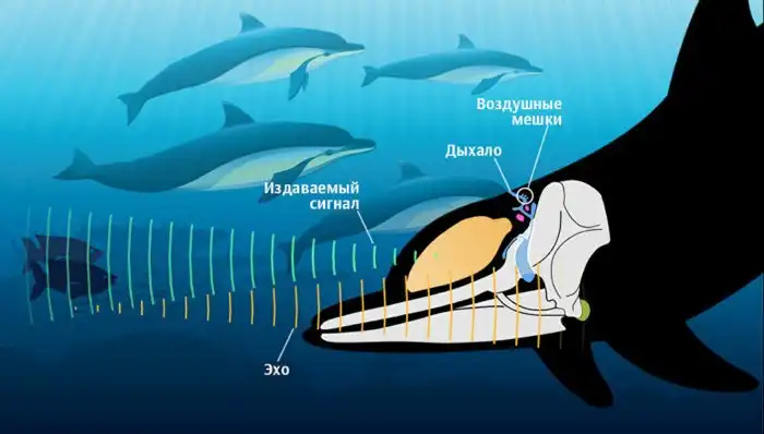 Почему язык дельфинов круче человеческого? Потому что это единственный межвидовой язык!