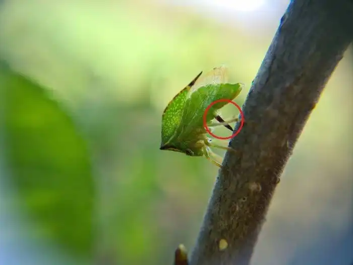 Буйвол-горбатка: Из Америки с любовью. Как вредитель Нового Света уничтожает растения Европы