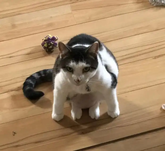 17 пушистиков, которых срочно нужно отправить в сервисный центр на ремонт