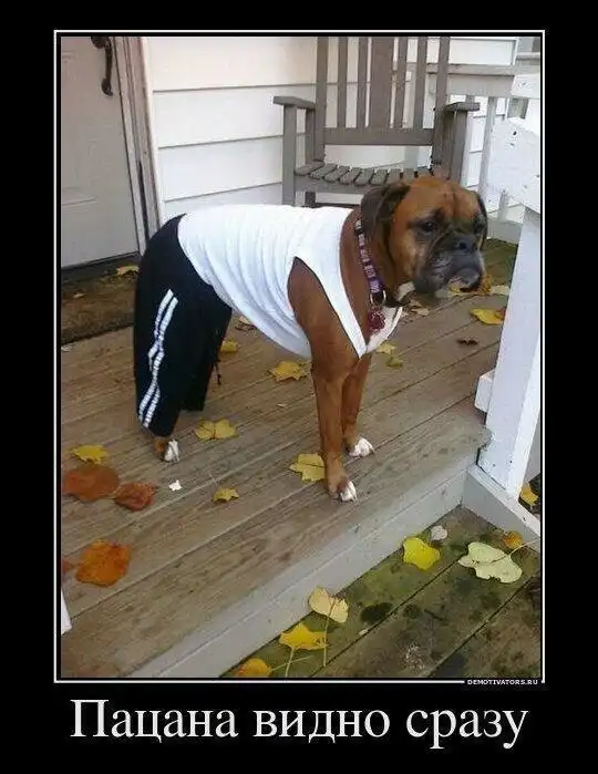 Образ собаки в демотиваторах
