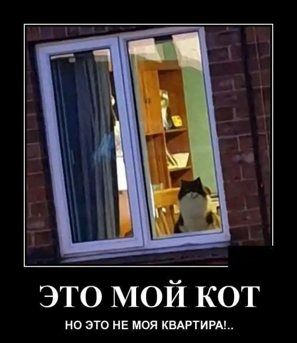 Кошачьи демотиваторы