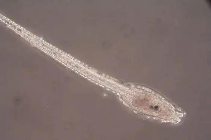 Асцидии: Живые скелеты рыб? Нет, это невероятные животные с голубой ванадиевой кровью!