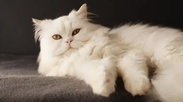 Персидские коты: В прошлом элитная порода для дворян, а сейчас дешёвые котики для каждого. В чём причина тотального обвала цены?