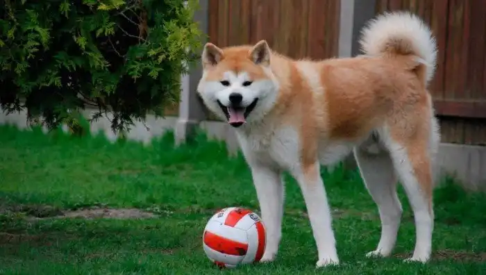 Акита-ину: Та самая порода из «Хатико». Действительно ли они так привязываются к человеку?
