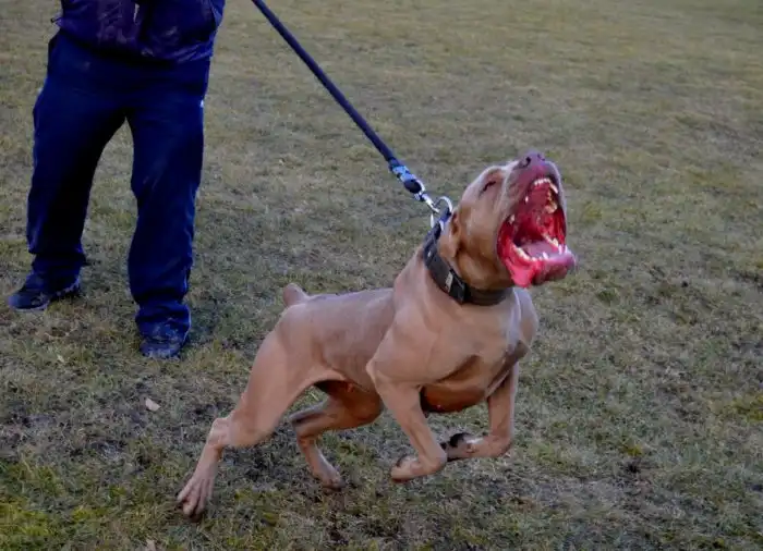 Питбультерьер: Нелепые мифы об агрессии «кровожадного монстра». Чудесная собака, чья репутация уничтожена СМИ