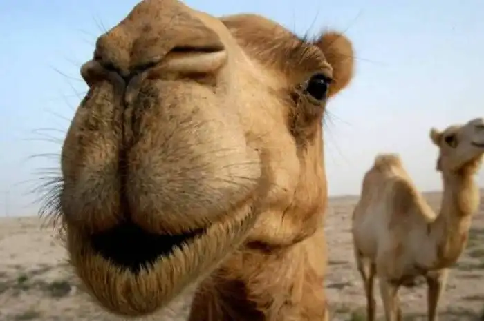 Зачем кочевники Северной Африки ели верблюжий навоз