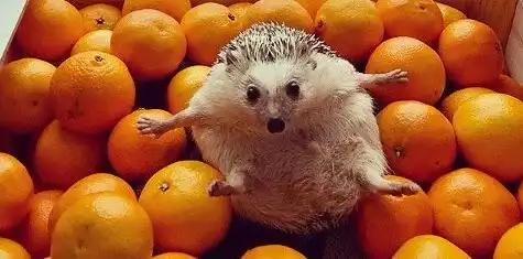 Боянистые картинки