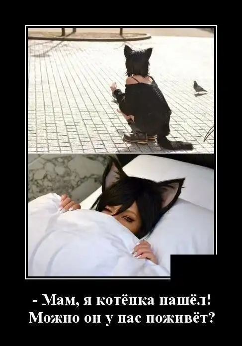 Кошачьи демотиваторы