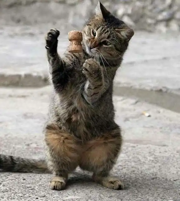 Коты они такие