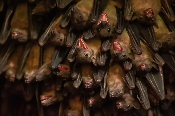 Египетские летающие собаки: Летучими бывают не только мыши. Причина вспышек лихорадки Эболы