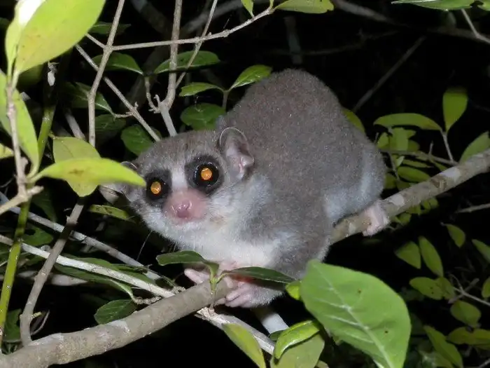 Зимняя спячка: Как это работает, и почему медведь никогда в неё не впадает по-настоящему?