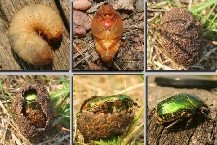 Какие этапы жизни есть у разных насекомых? Краткий гайд и понятные схемы