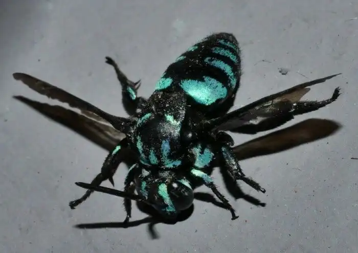 Неоновая пчела-кукушка: Полная противоположенность нормальной пчелы. Такая же злобная преступница, как и её пернатая тёзка!