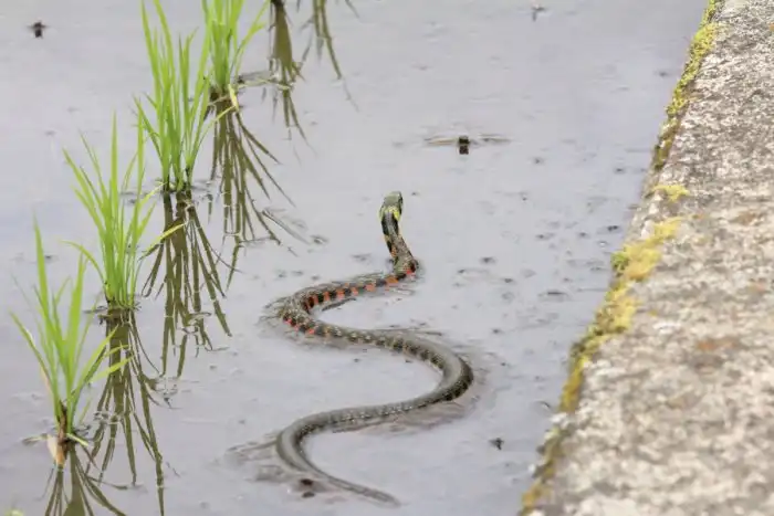 Тигровый уж: Русская рулетка от мира рептилий. Змея с Дальнего Востока, которая может быть ядовитой, а может и не быть.