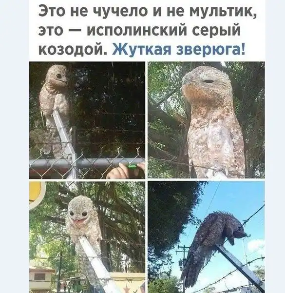 Картинки и мемы для настроения