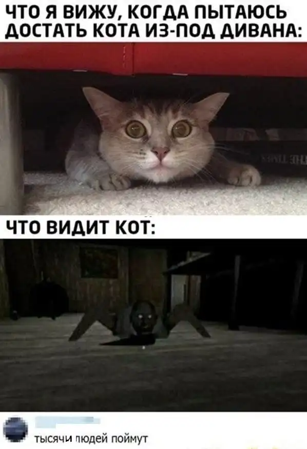 Картинки с надписями и котами