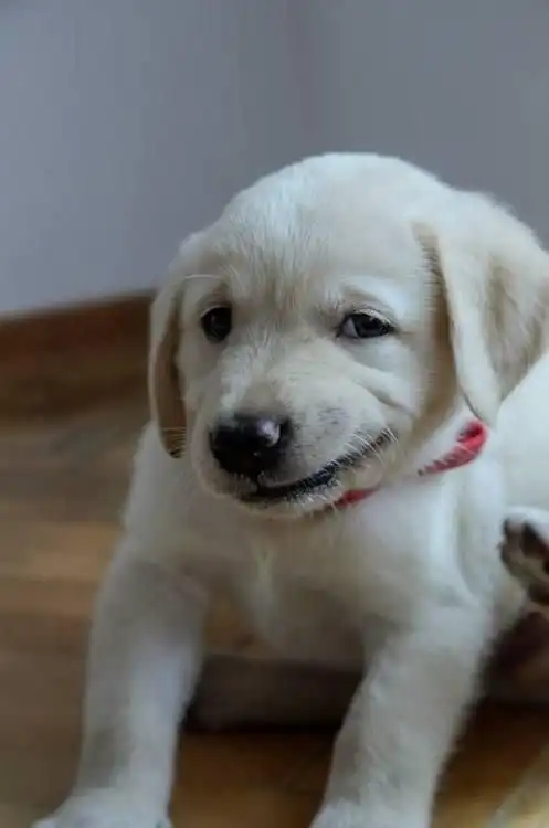 Подборка забавных псов