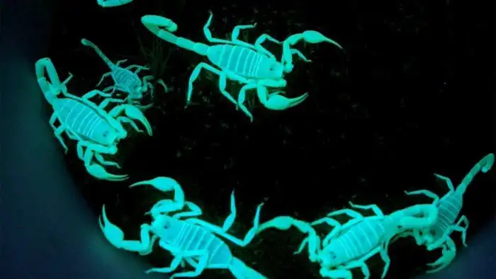 Биофлуоресценция: Какие животные на самом деле светятся, а мы об этом даже не догадывались?