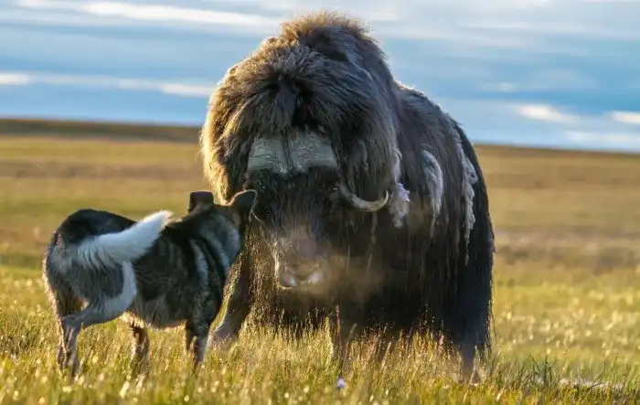 Овцебык: Титан Арктики. Как возможно выживание в условиях сверхнизких температур и лета в 1 месяц?