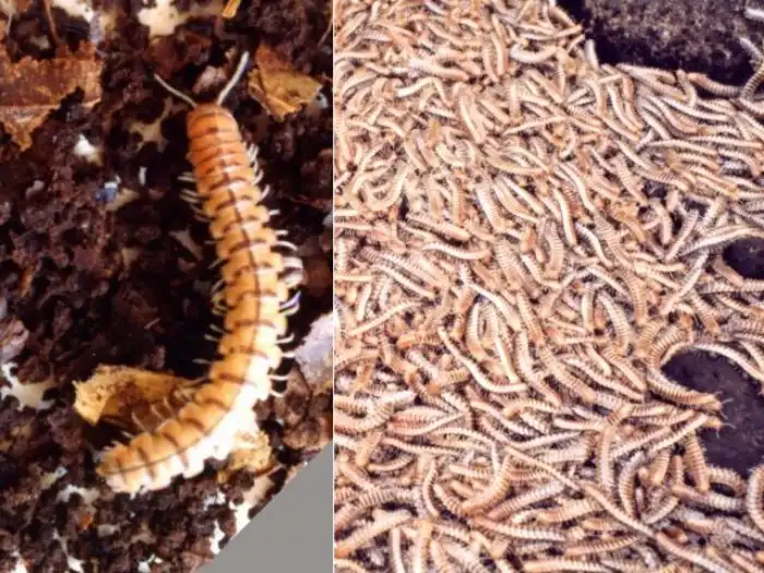 Парафронтария ламината: Один раз в 8 лет армия из миллионов многоножек останавливает поезда в Японии. Что происходит?