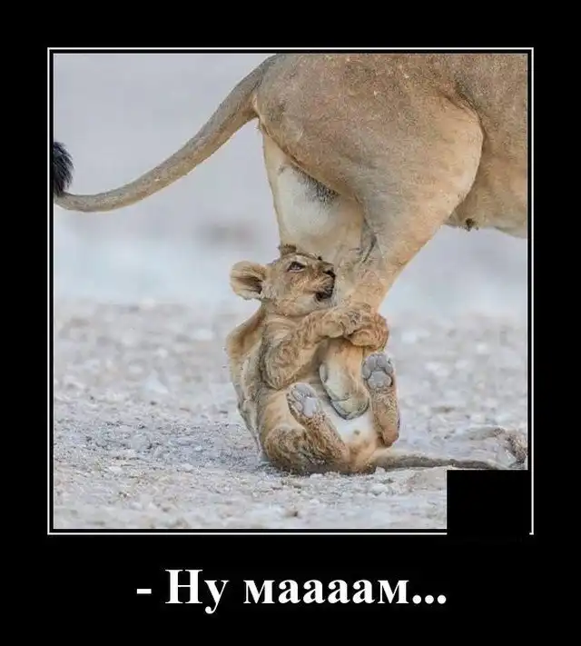 Демотиваторы