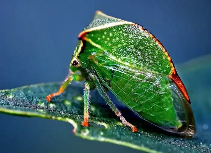 Бразильская горбатка: Шизофренические формы южных насекомых. Зачем им макет солнечной системы на голове?